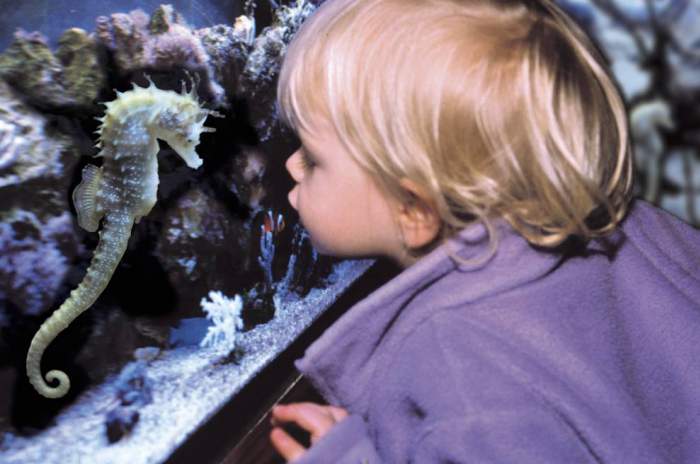 Königswinter - © SEA LIFE Deutschland GmbH Königswinter - © SEA LIFE Deutschland GmbH