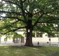 Peace Oak