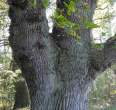 Abbey court oak in Bassum