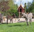 Donkey & Country Play Nessendorf