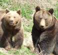 Wildlife and Amusement Park Westerwald