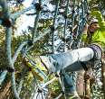 Climbing Forest Bärenfalle