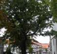 Schiller Oak