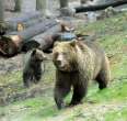 Wildpark Schwarze Berge