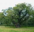 Major Oak