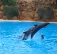 Loro Parque