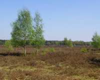 Wildeshausen