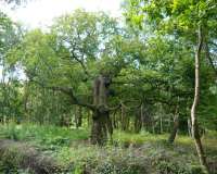 Edwinstowe