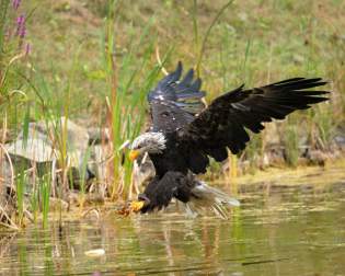 Wildlife Park Bad Mergentheim