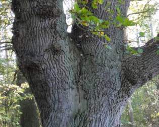 Abbey court oak in Bassum