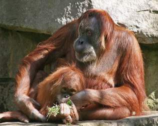 Zoo Dresden