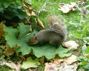 Squirrel Forest Fischen