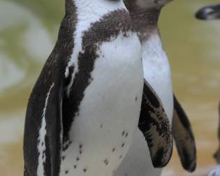 Tierpark Sababurg