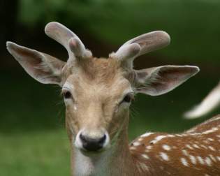 Wildlife Park Ortenburg