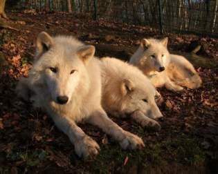 Tierpark Petersberg