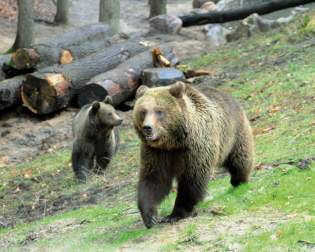 Wildpark Schwarze Berge