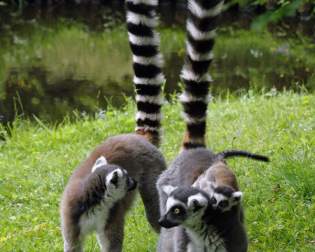 Zoological garden of Schwerin