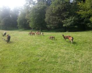 Wildpark in Warstein