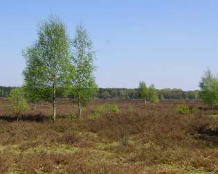 Burial Ground of Pestrup