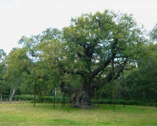 Major Oak