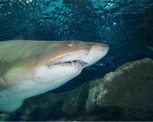 Blue Planet Aquarium