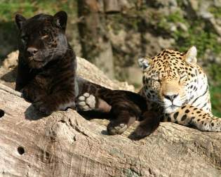 Zoo Salzburg