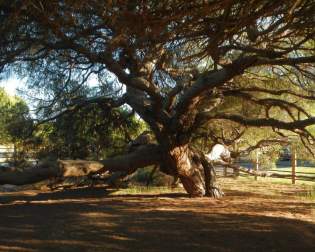 Centenary Pine tree of Mazagón