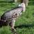 Gallant eagle and falconry - © Falkenhof Burg Regenstein