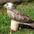 Gallant eagle and falconry - © Falkenhof Burg Regenstein