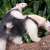 Frankfurt am Main - © Südlicher Tamandua mit Jungtier, Foto: Zoo Frankfurt/Michael Leibfritz