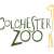 Colchester Zoo - © Zoo-Colchester