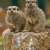 Fota Wildlife Park - © Fota Wildlife Park