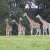 Carrigtwohill - © Fota Wildlife Park