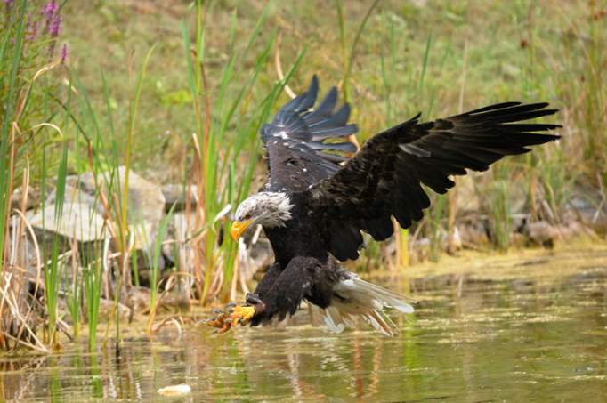 Wildpark Bad Mergentheim - © Fauna Wildpark GmbH