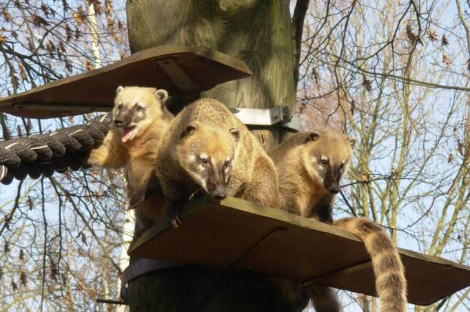 Animal Park Bischofswerda - © Tierpark Bischofswerda