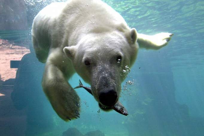 Zoo at the Sea Bremerhaven - © Zoo am Meer Bremerhaven GmbH