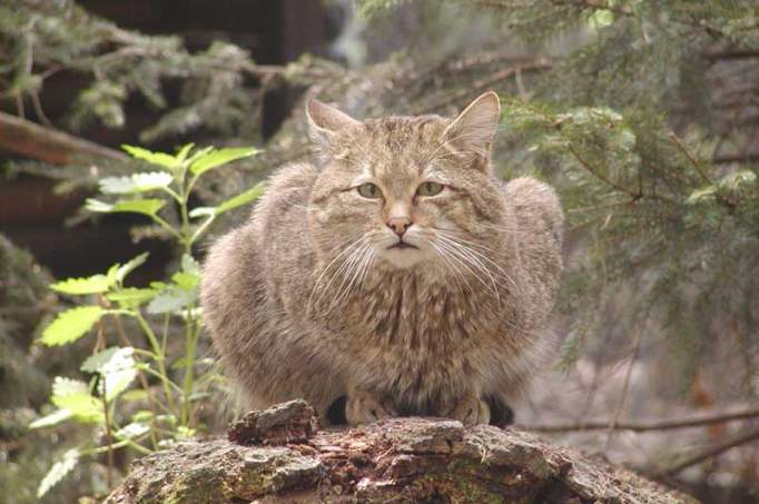 Wildgatter Oberrabenstein - © Tierpark Chemnitz