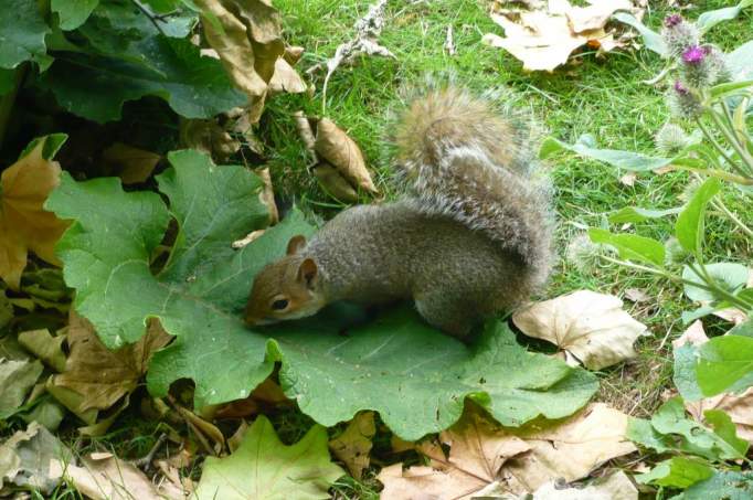 Squirrel Forest Fischen - © doatrip.de