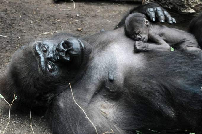 Frankfurt Zoological Garden - © Flachlandgorilla REBECCA mit Tochter SAWA, Foto: Zoo Frankfurt/Winfried Faust