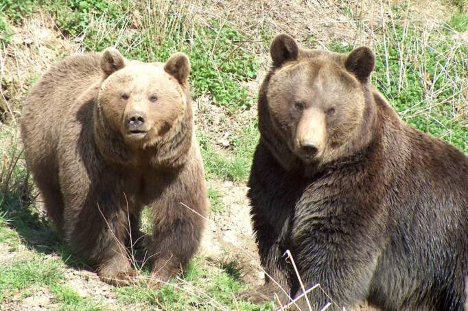 Wildlife and Amusement Park Westerwald - © Wild- und Freizeitpark Westerwald