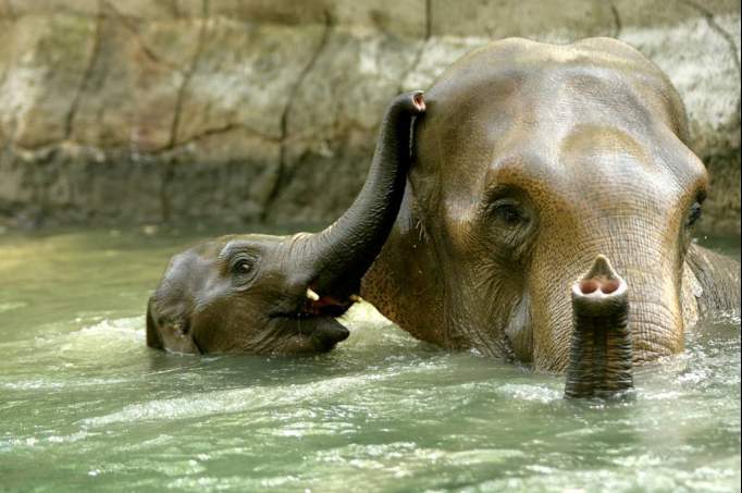 Hagenbeck Zoo - © Uwe Wilkens