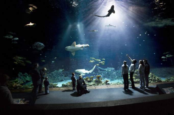 Tropen-Aquarium Hagenbeck - © Tierpark Hagenbeck