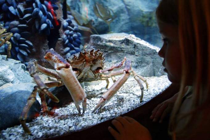 SEA LIFE Königswinter - © SEA LIFE Deutschland GmbH