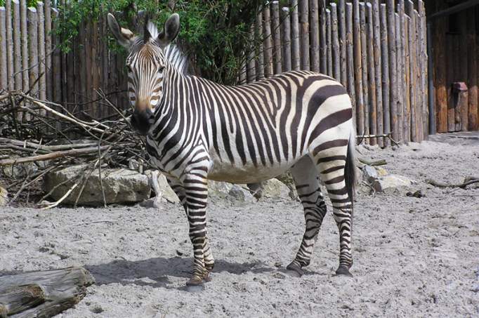 Zoo Landau in der Pfalz - © Zoo Landau in der Pfalz