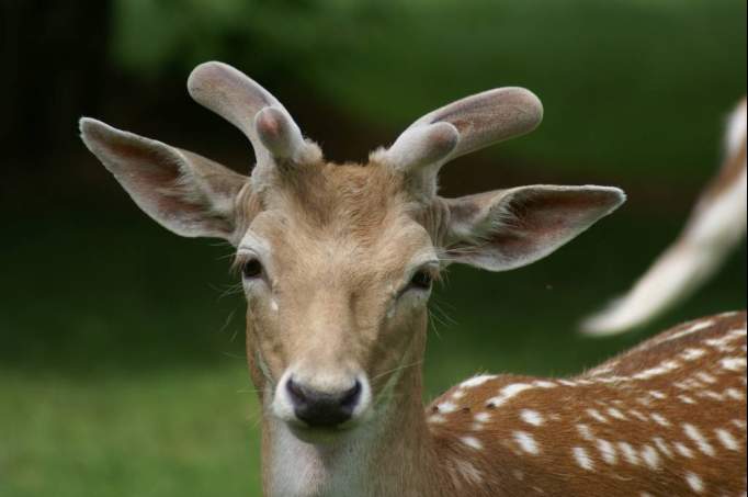 Wildpark Ortenburg - © Wildpark Ortenburg