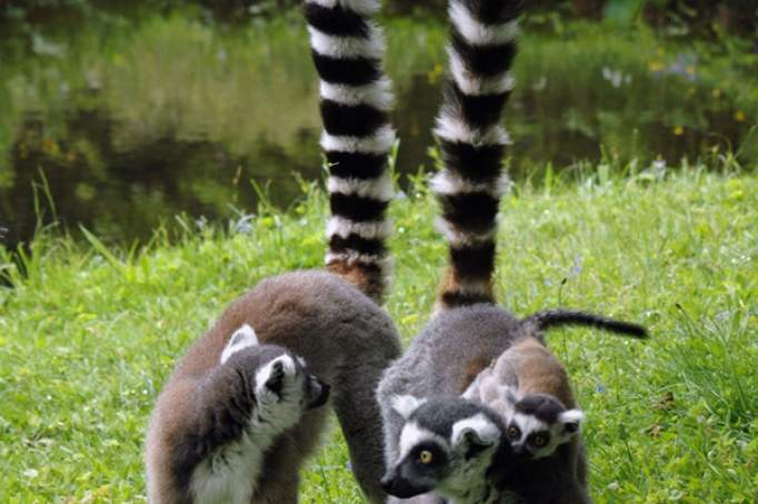 Zoological garden of Schwerin - © Erika Hellmich / Zoo Schwerin