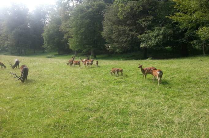 Wildpark in Warstein - © doatrip.de