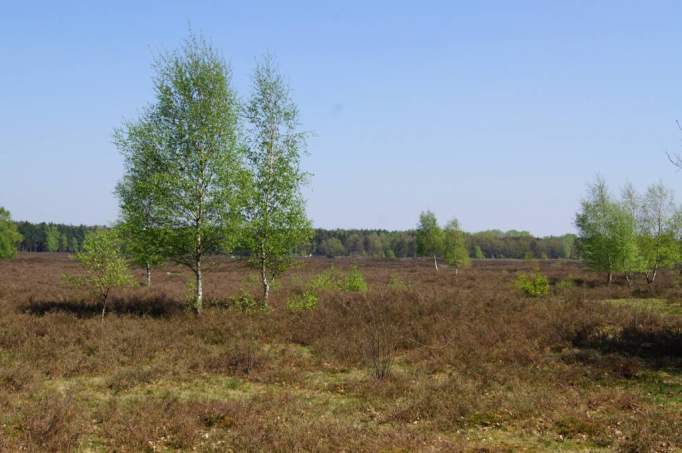 Pestruper Gräberfeld - © doatrip.de