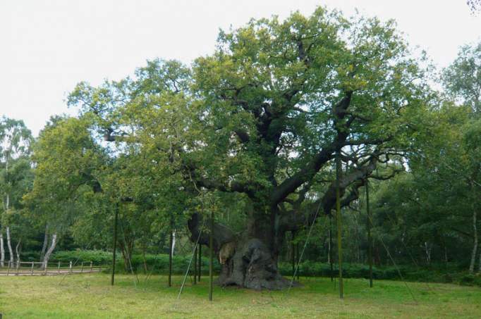 Major Oak - © doatrip.de