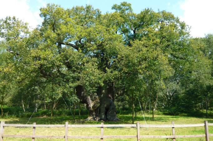 Ausflugsziel Major Oak in Edwinstowe DOATRIP.de